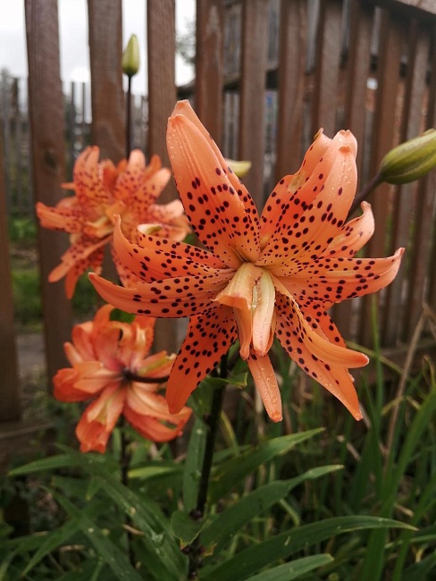 Лилия Флоре Плено